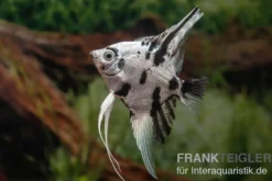 Skalar Platinum Marmor, Pterophyllum scalare, 5-6 cm, NZ