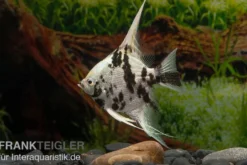 Skalar Platinum Marmor, Pterophyllum scalare, 5-6 cm, NZ