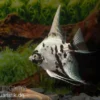 Skalar Platinum Marmor, Pterophyllum scalare