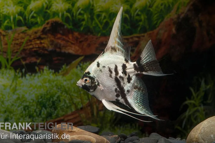 Skalar Platinum Marmor, Pterophyllum scalare