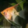 Skalar Red Devil, Pterophyllum scalare