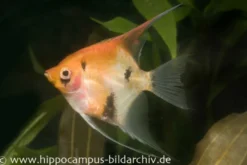 Skalar Red Devil, Pterophyllum scalare