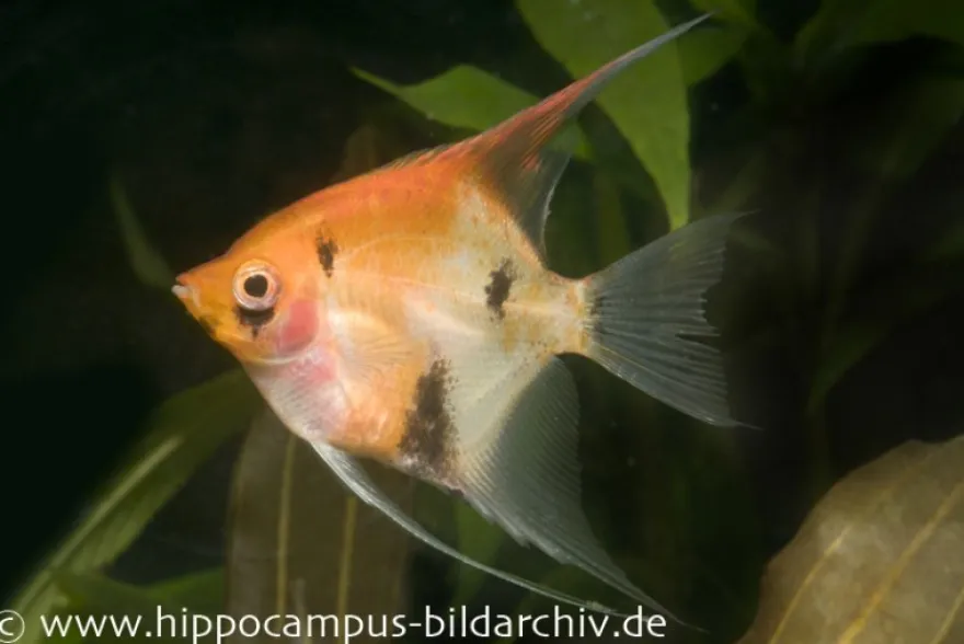 Skalar Red Devil, Pterophyllum scalare