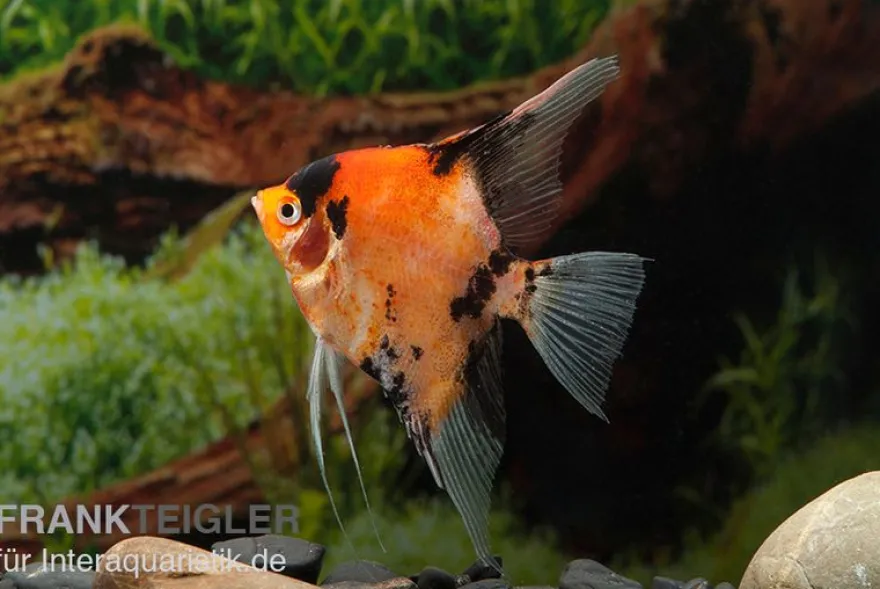Skalar Red King, Pterophyllum scalare, 4,0 cm bis 5,0 cm, DNZ