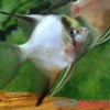 Skalar "Seal Point", Pterophyllum scalare