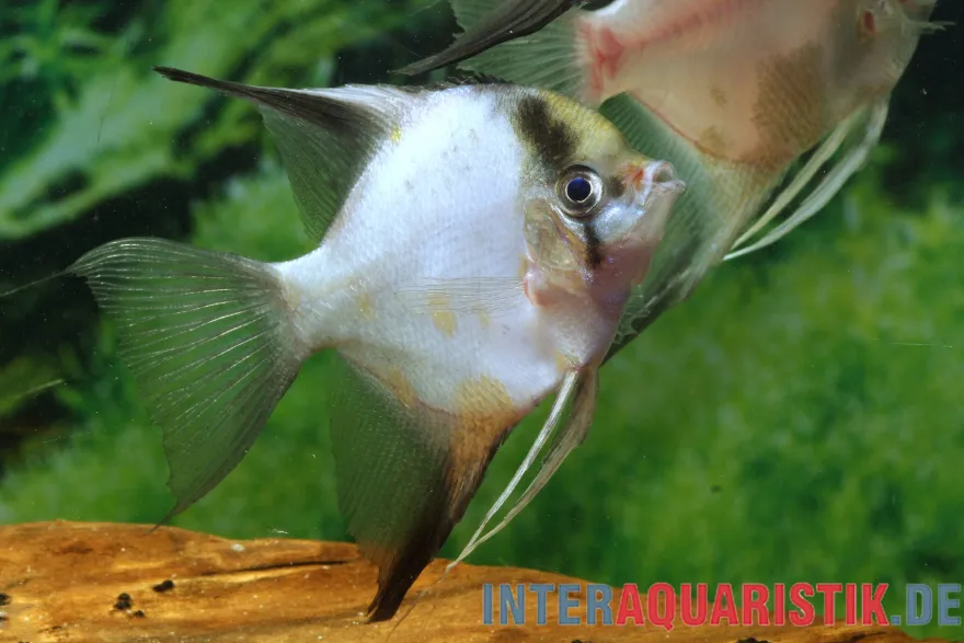 Skalar "Seal Point", Pterophyllum scalare
