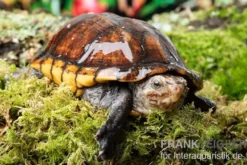 Skorpions-Klappschildkröte, Kinosternon scorpioides, DNZ