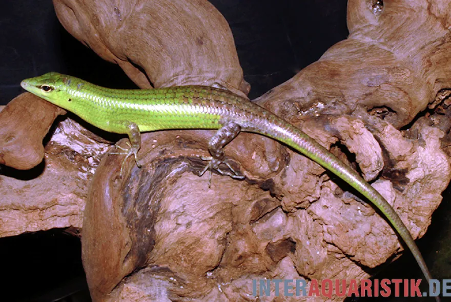Smaragdgrüner Glanzskink, Lamprolepis smaragdina