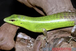 Smaragdgrüner Glanzskink, Lamprolepis smaragdina