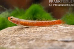 Smaragdgrundel, Stiphodon surrufus, 1 Paar