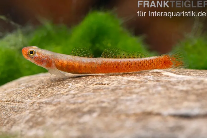 Smaragdgrundel, Stiphodon surrufus, 1 Paar