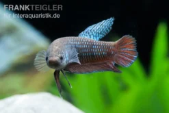 Smaragd-Kampffisch, Betta smaragdina