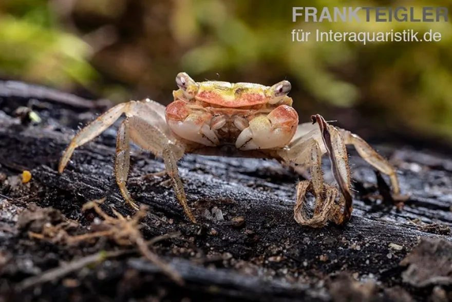 Smaragdkrabbe, Metasesarma spec. "Green Emerald" (Emerald Crab), Zufällig ausgewählt