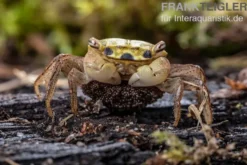 Smaragdkrabbe, Metasesarma spec.