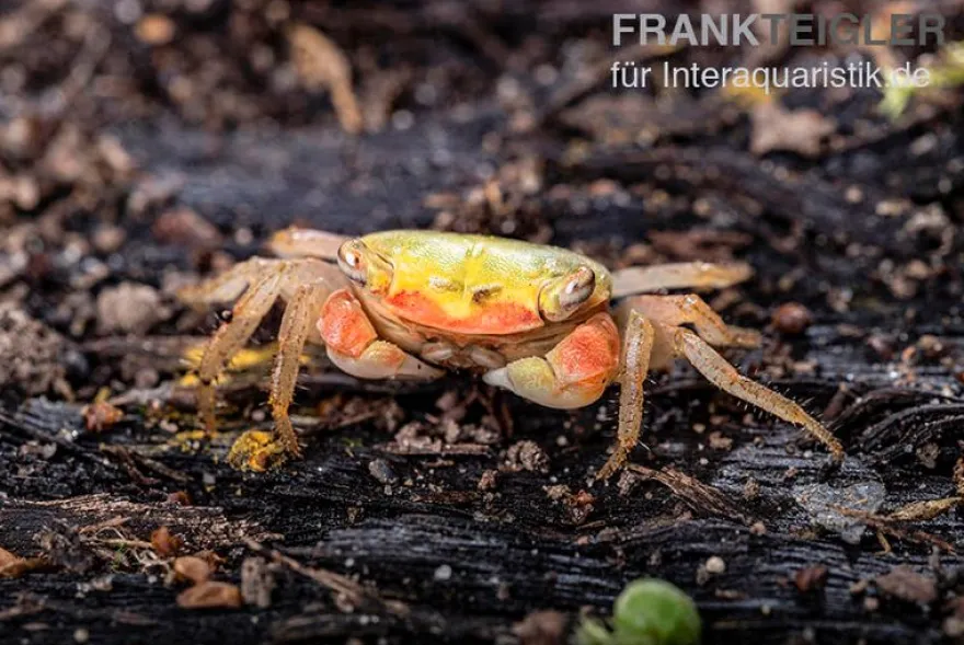 Smaragdkrabbe, Metasesarma spec. "Green Emerald" (Emerald Crab), Zufällig ausgewählt