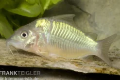 Smaragd-Panzerwels, Brochis splendens