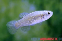 Smyrna-Zwergkärpfling, Aphanius similis
