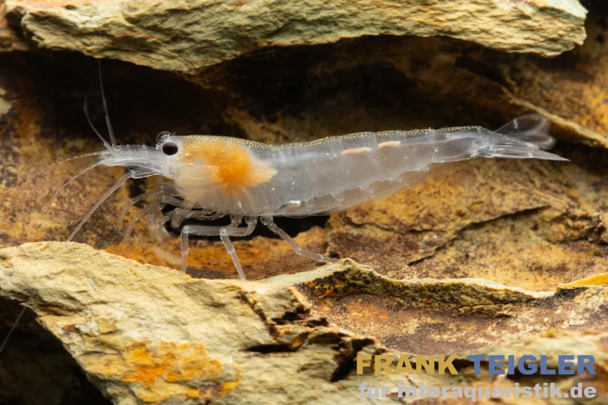 Snow Amanogarnele, Caridina multidentata "Snow"