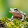 Snowflake Korallenfinger-Laubfrosch, Litoria caerulea Snowflake