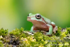 Snowflake Korallenfinger-Laubfrosch, Litoria caerulea Snowflake