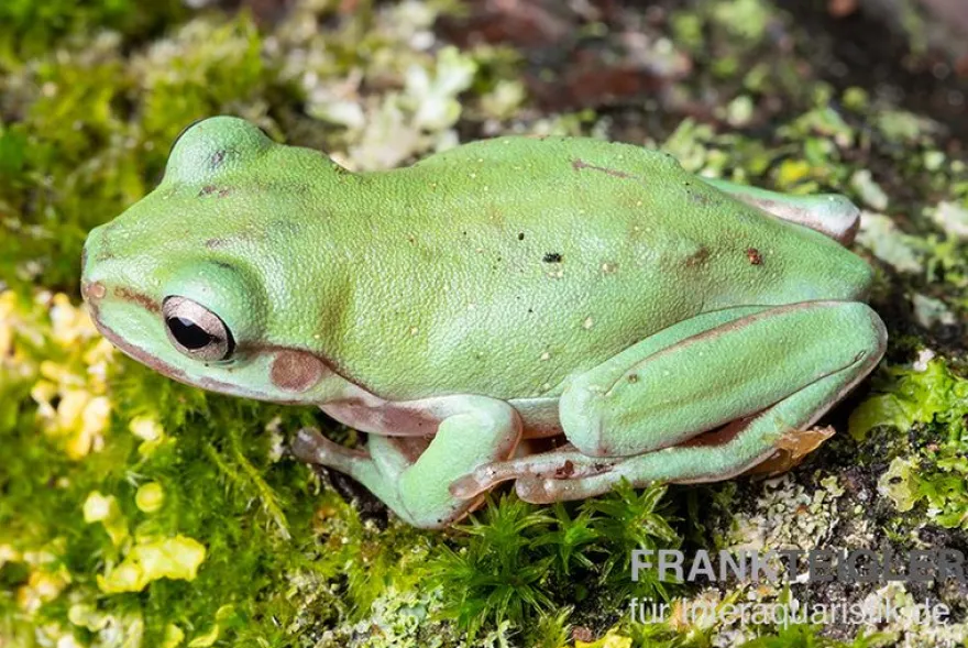 Snowflake Korallenfinger-Laubfrosch, Litoria caerulea Snowflake