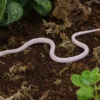 Snow-Toffee-Motley-Stripe-Kornnatter, Pantherophis guttatus