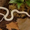 Snow-Toffee-Striped-Kornnatter, Pantherophis guttatus
