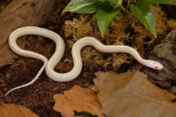 Snow-Toffee-Striped-Kornnatter, Pantherophis guttatus