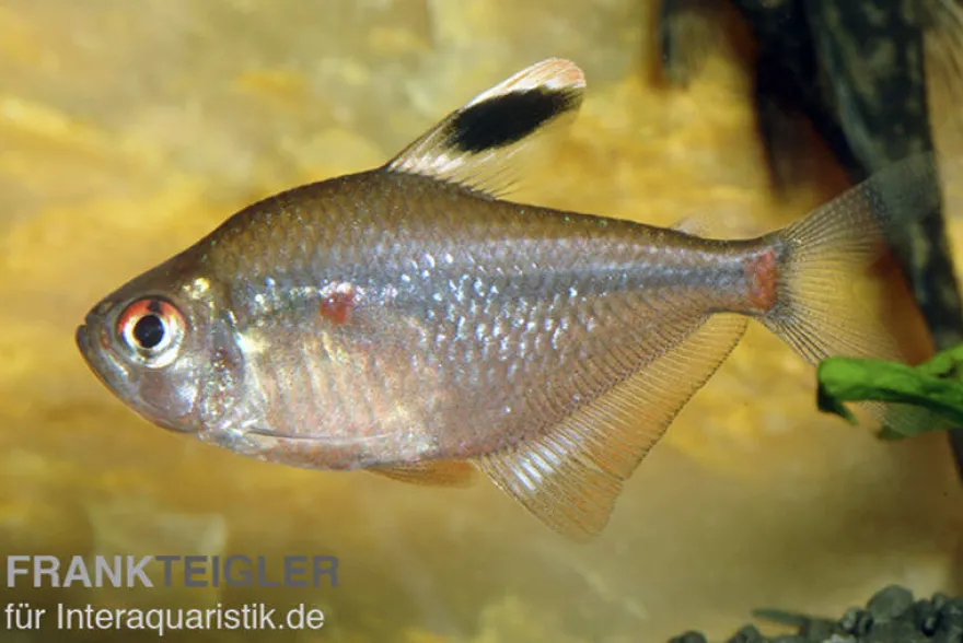 Socolofs Kirschflecksalmler, Hyphessobrycon socolofi