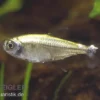 Sonnensalmler, Hyphessobrycon eos, ca. 2 cm, NZ