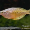 Sorong-Regenbogenfisch, Melanotaenia fredericki Wild