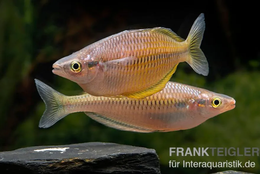 Sorong-Regenbogenfisch, Melanotaenia fredericki Wild