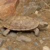 Spaltenschildkröte, Malacochersus tornieri