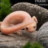 Spanischer Albino-Rippenmolch, Pleurodeles waltl albino