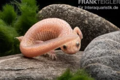 Spanischer Albino-Rippenmolch, Pleurodeles waltl albino