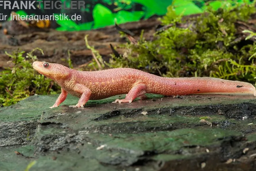 Spanischer Albino-Rippenmolch, Pleurodeles waltl albino