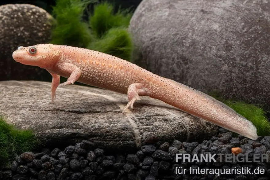 Spanischer Albino-Rippenmolch, Pleurodeles waltl albino