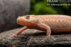 Spanischer Albino-Rippenmolch, Pleurodeles waltl albino