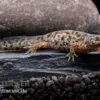 Spanischer Rippenmolch, Pleurodeles waltl