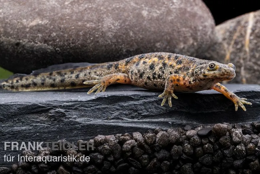 Spanischer Rippenmolch, Pleurodeles waltl