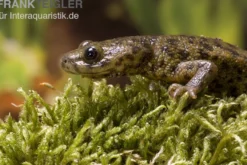 Spanischer Rippenmolch, Pleurodeles waltl