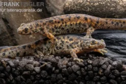 Spanischer Rippenmolch, Pleurodeles waltl