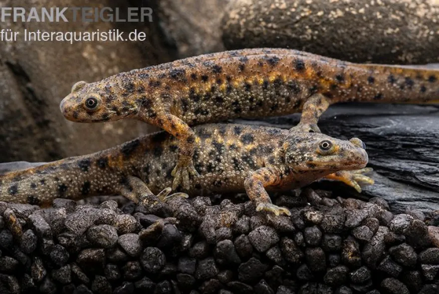 Spanischer Rippenmolch, Pleurodeles waltl