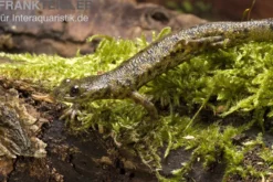 Spanischer Rippenmolch, Pleurodeles waltl