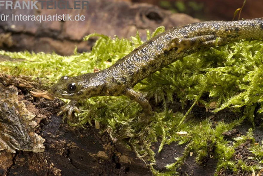 Spanischer Rippenmolch, Pleurodeles waltl