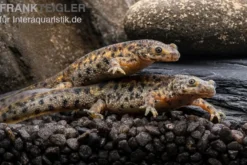 Spanischer Rippenmolch, Pleurodeles waltl