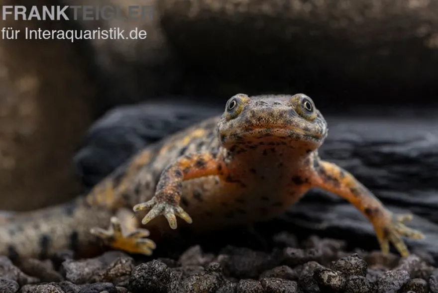 Spanischer Rippenmolch, Pleurodeles waltl