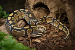Special-Königspython, Python regius