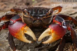 Spider Crab, Neosarmatium meinerti, Zufällig ausgewählt