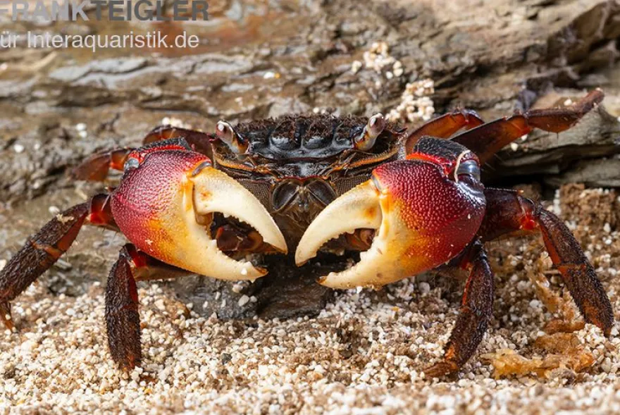 Spider Crab, Neosarmatium meinerti, Zufällig ausgewählt